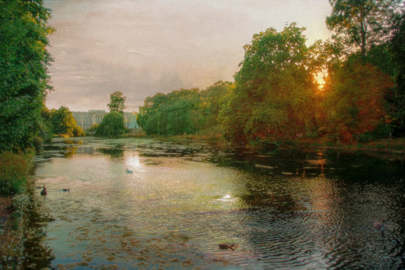 St James's Park au soleil couchant, texture peinte / St James's Park at sunset, painted texture