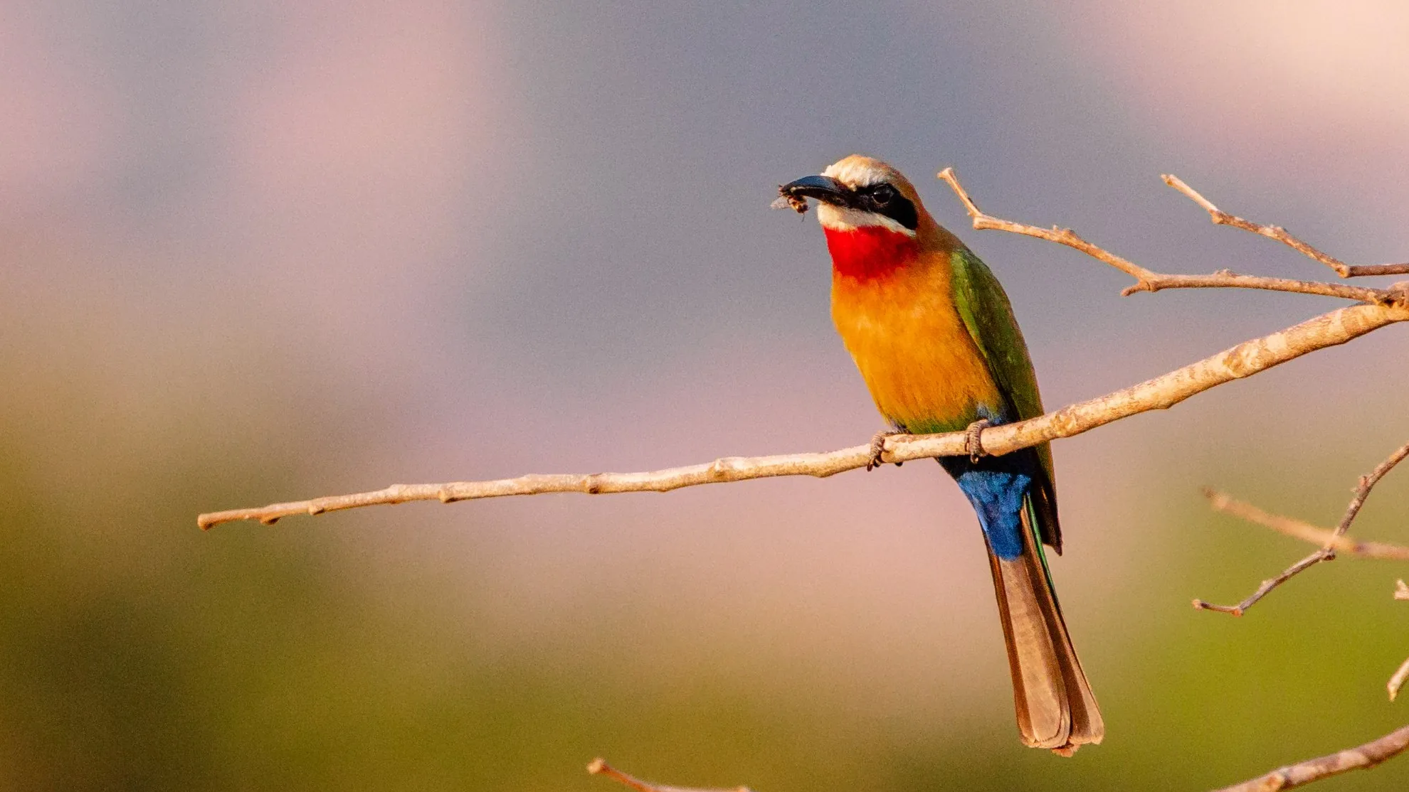 Guêpier à front blanc perché sur une branche / White-fronted bee-eater on a branch