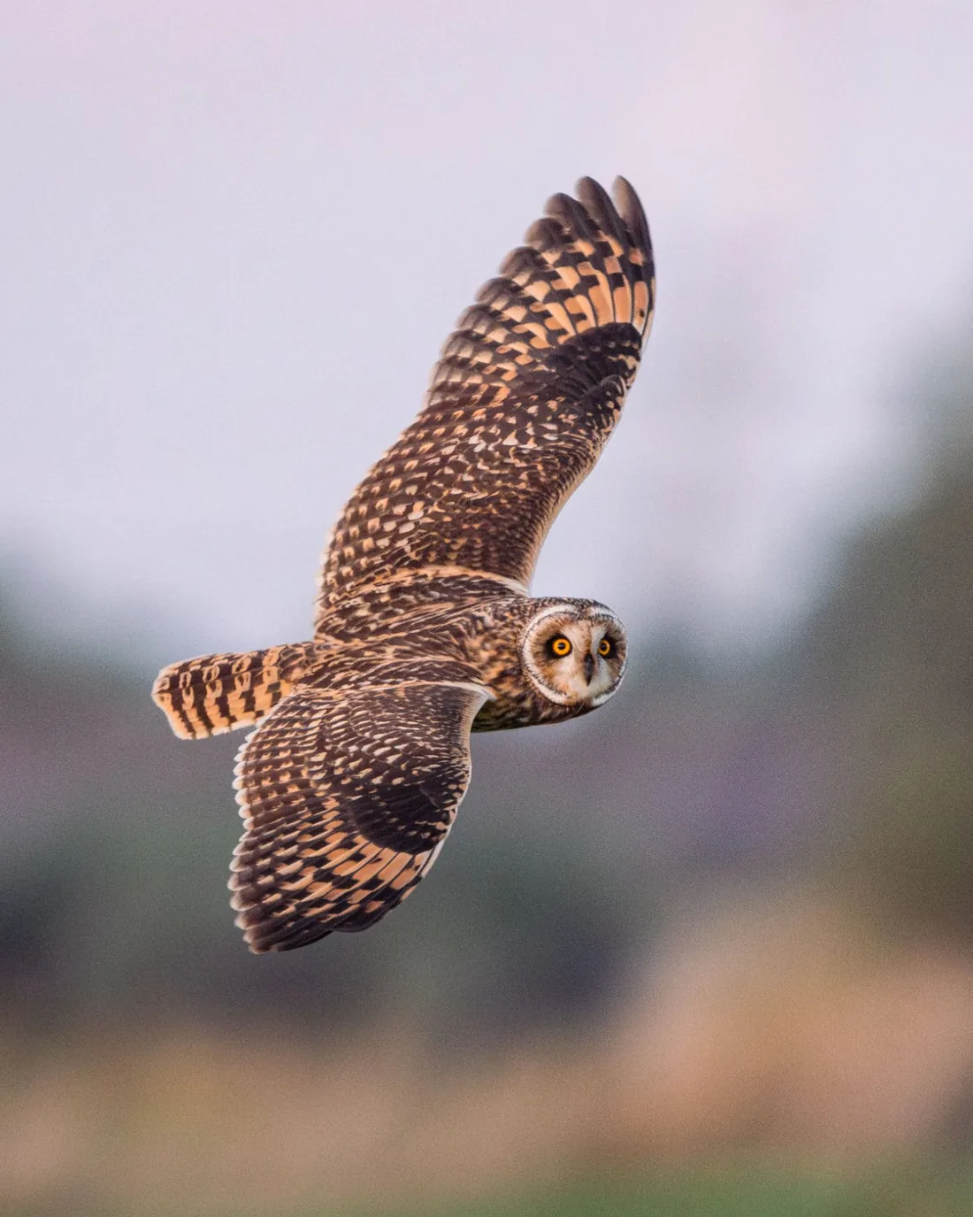 Hibou des marais en vol / Short-eared owl in flight