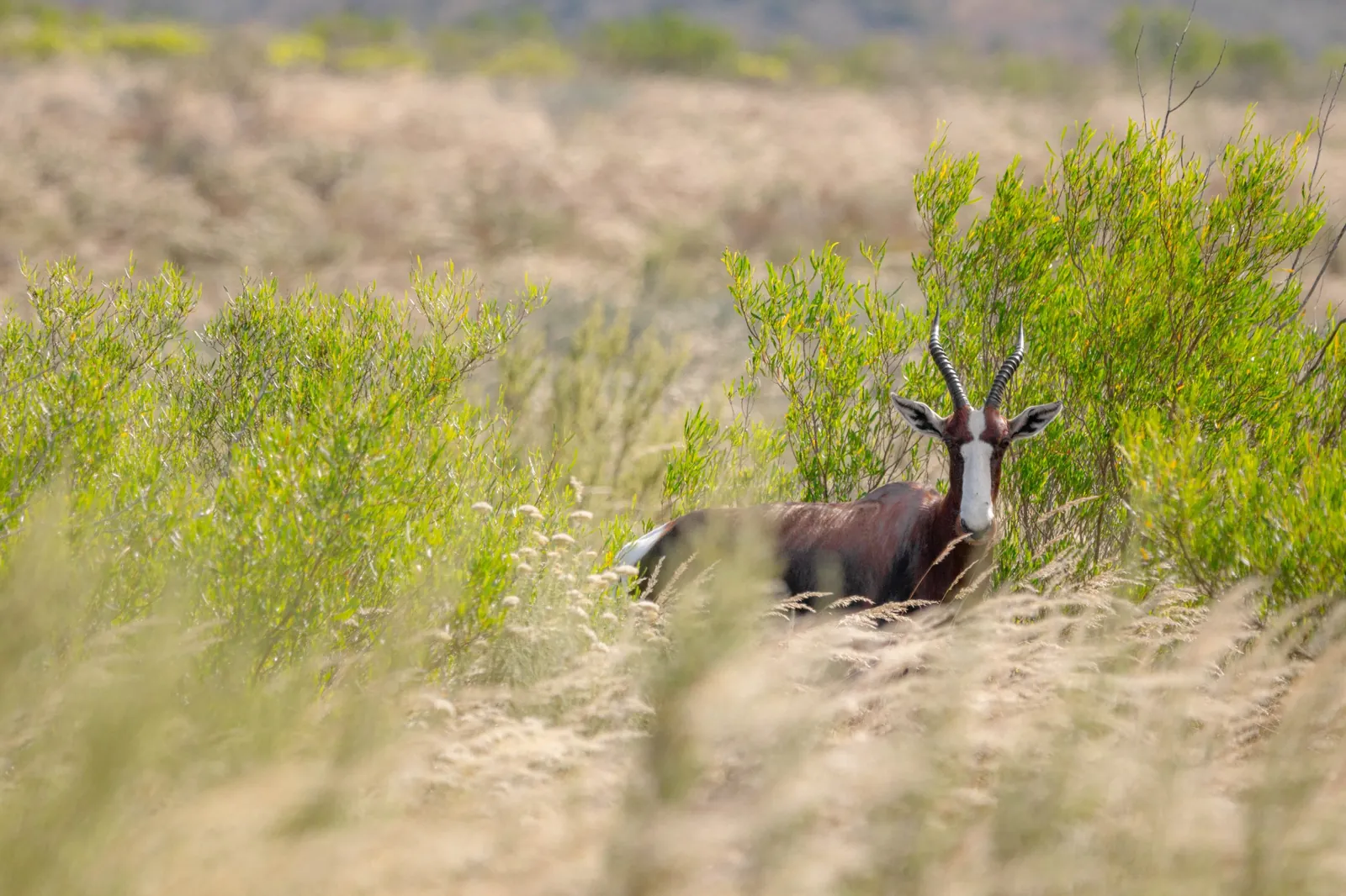 Damalisque à front blanc, Afrique du Sud / Bontebok, South Africa