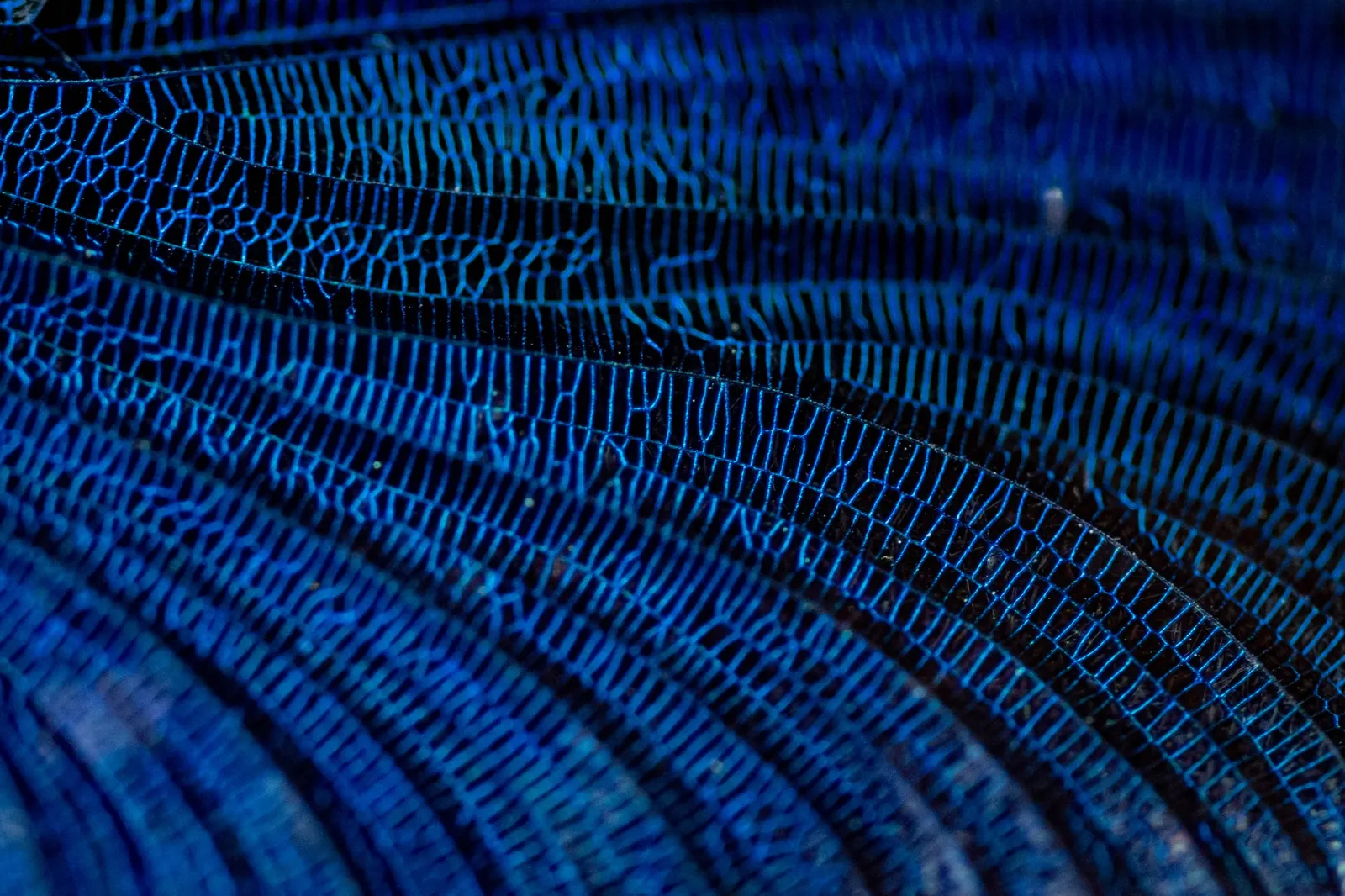 Aile de caloptéryx, macro, Roumanie / Demoiselle wing, macro, Romania