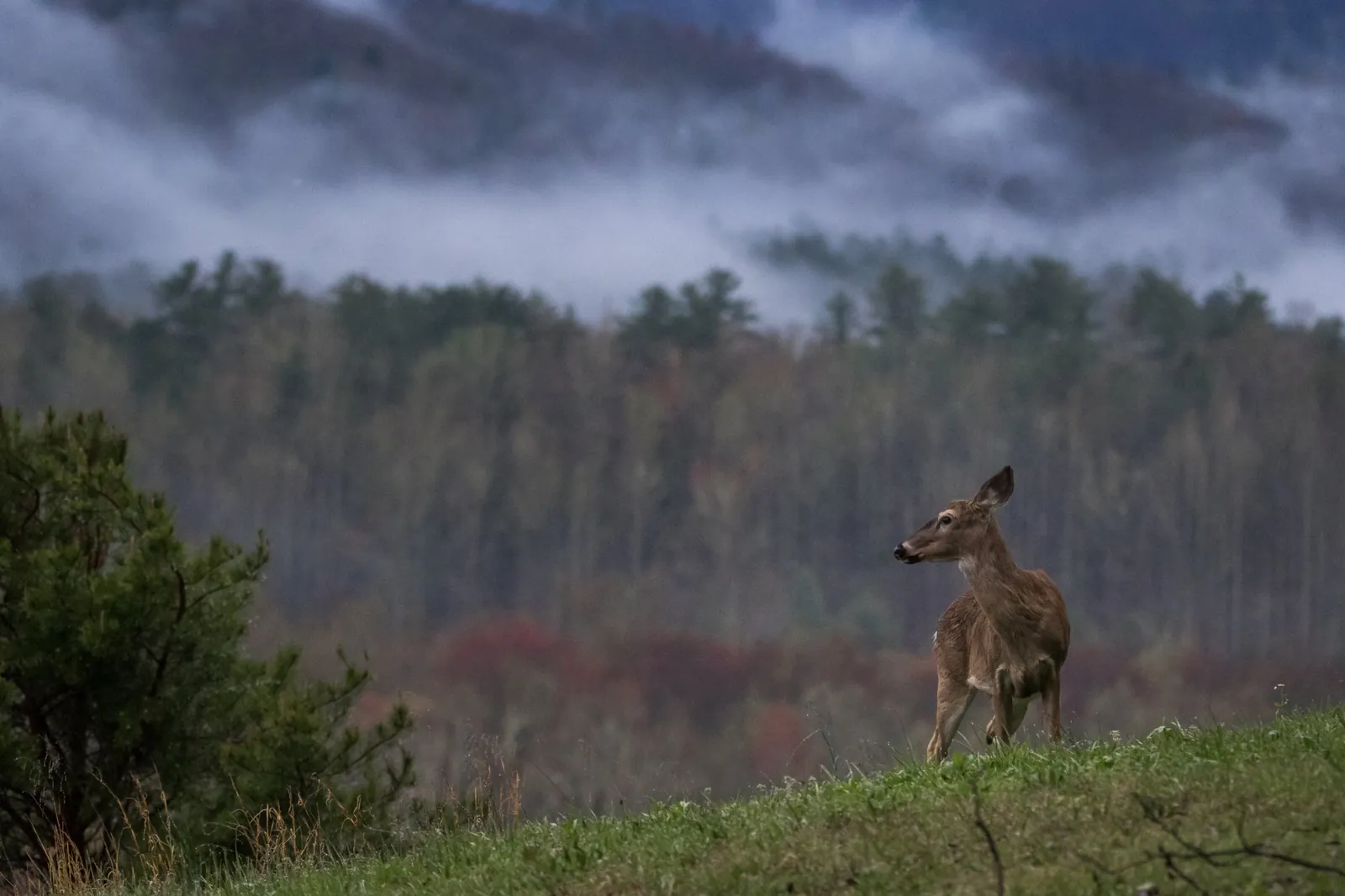 Cerf de Virginie, États-Unis / White-tailed deer, United States