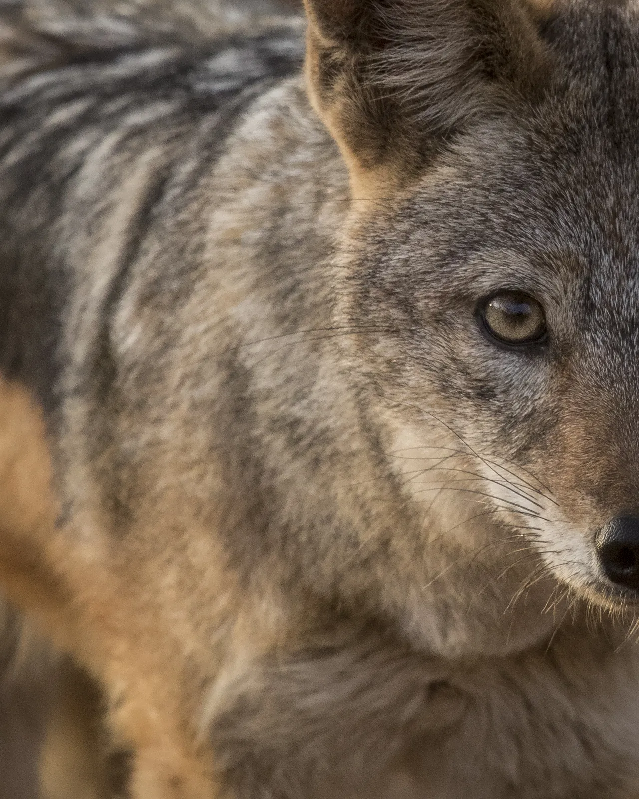 Chacal à chabraque, Afrique du Sud / Black-backed jackal, South Africa