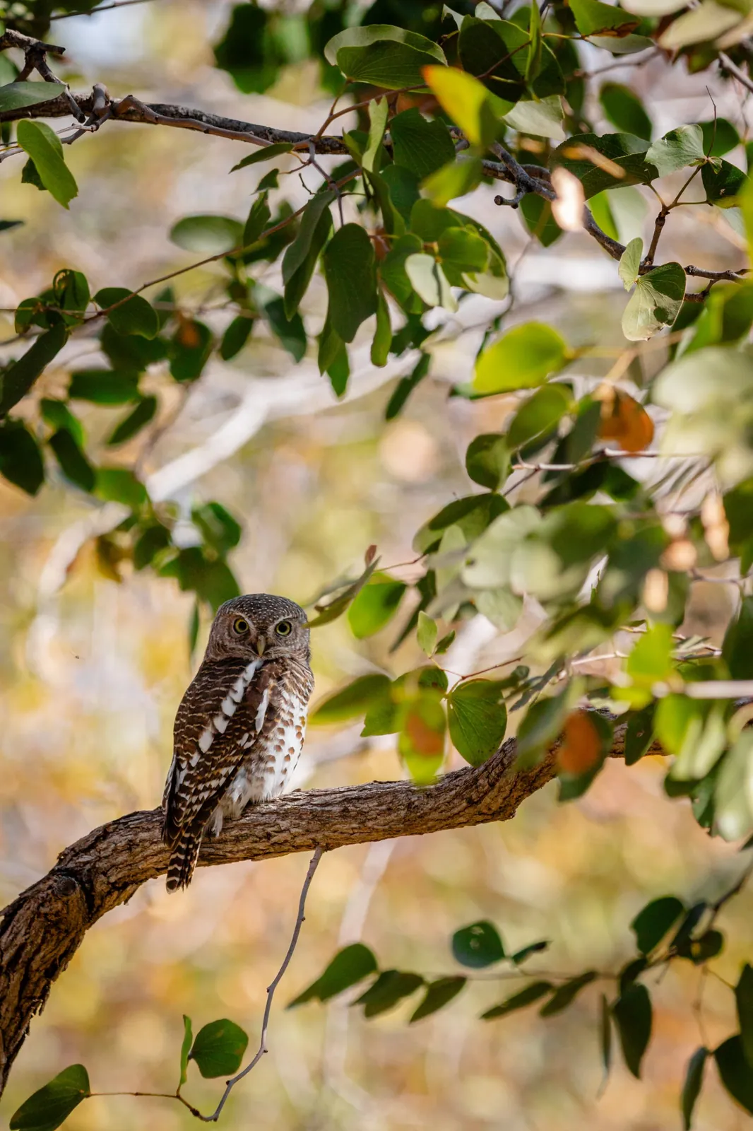 Chevêchette du Cap, Afrique du Sud / African barred owlet, South Africa