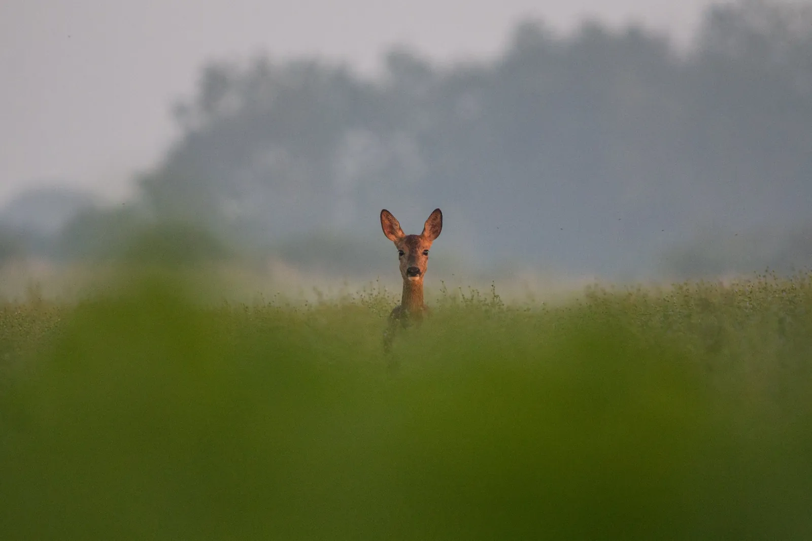 Chevreuil, Belgique / Roe deer, Belgium