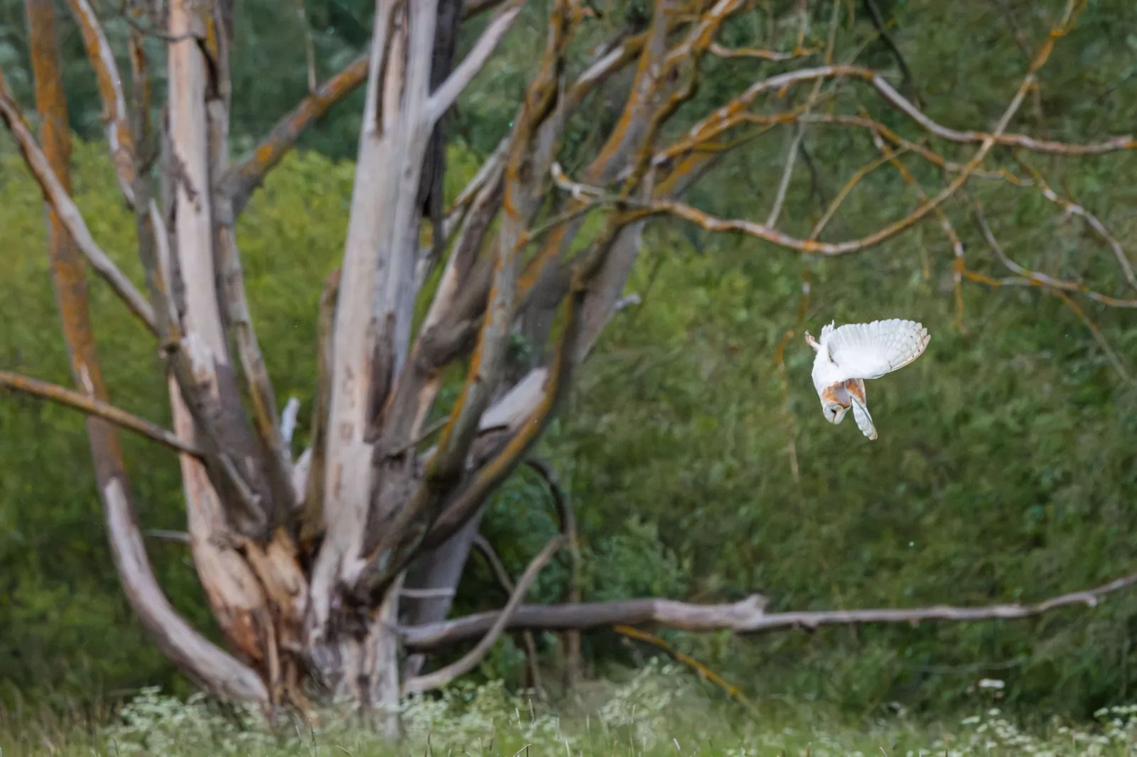 Effraie des clochers, Angleterre / Barn owl, England