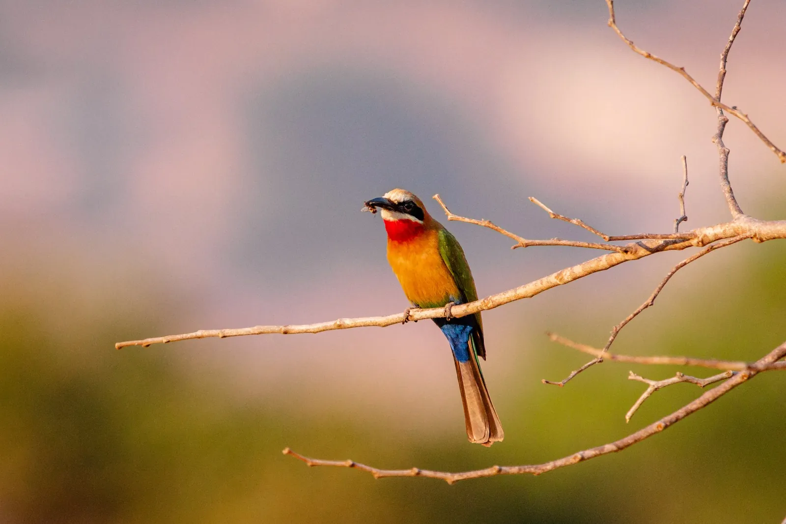 Guêpier à front blanc, Eswatini / White-fronted bee-eater, Eswatini