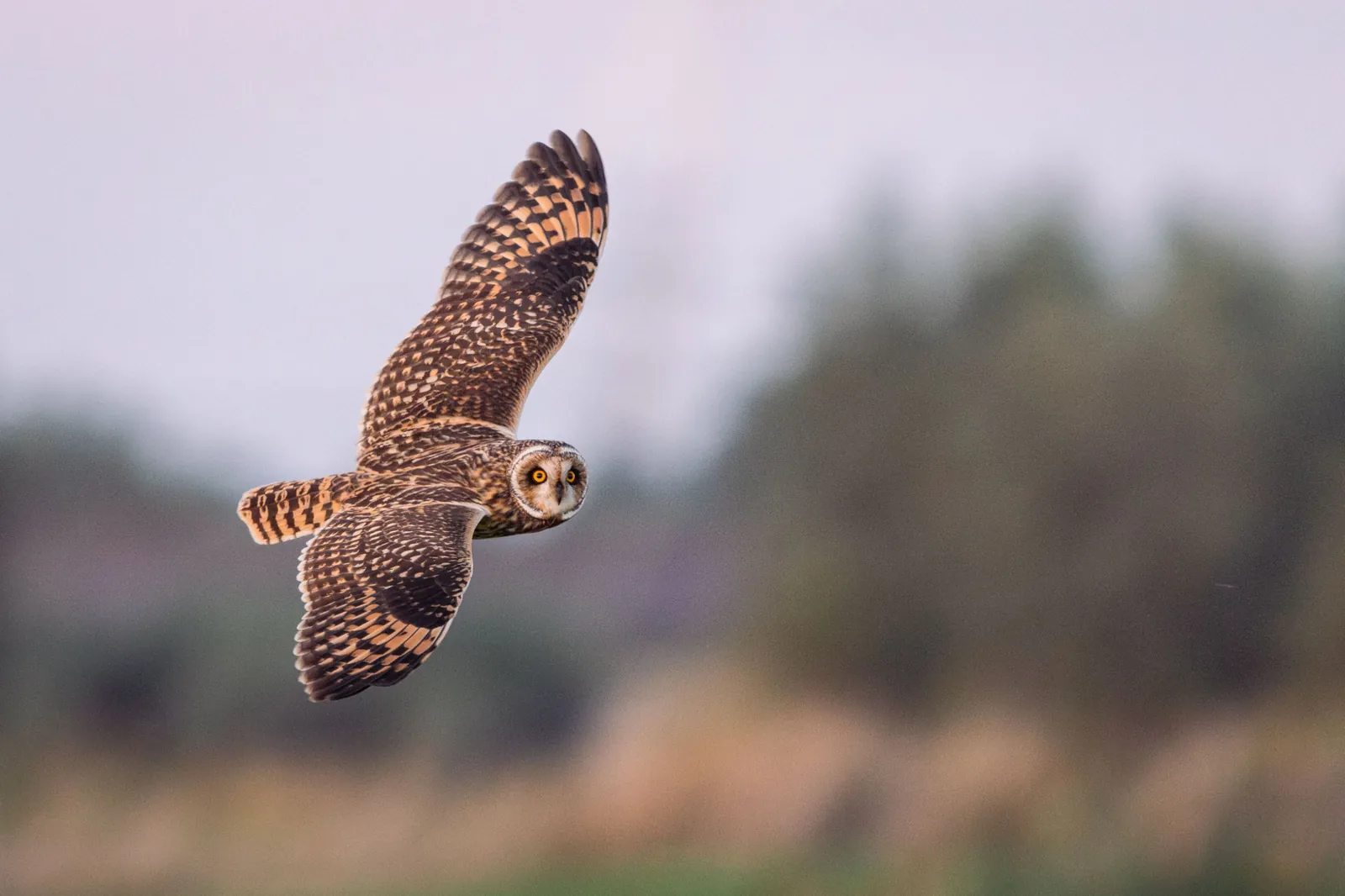 Hibou des marais, Belgique / Short-eared owl, Belgium