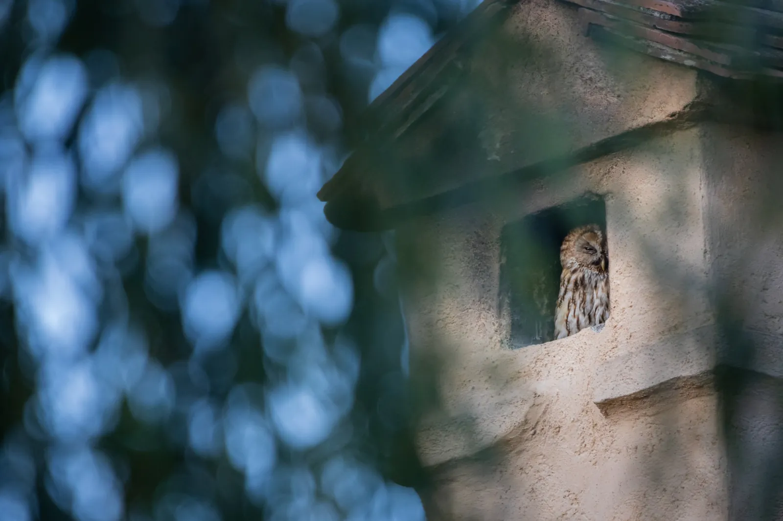 Chouette hulotte, Roumanie / Tawny owl, Romania