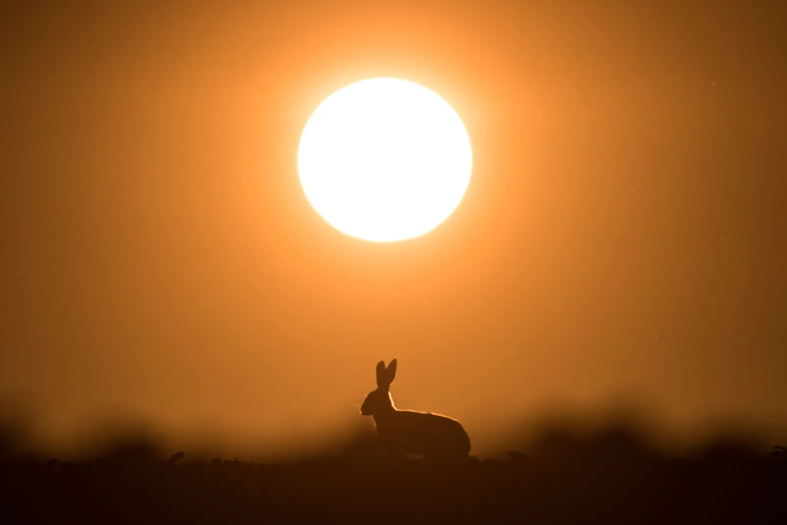 Lièvre au soleil levant / Hare at sunrise
