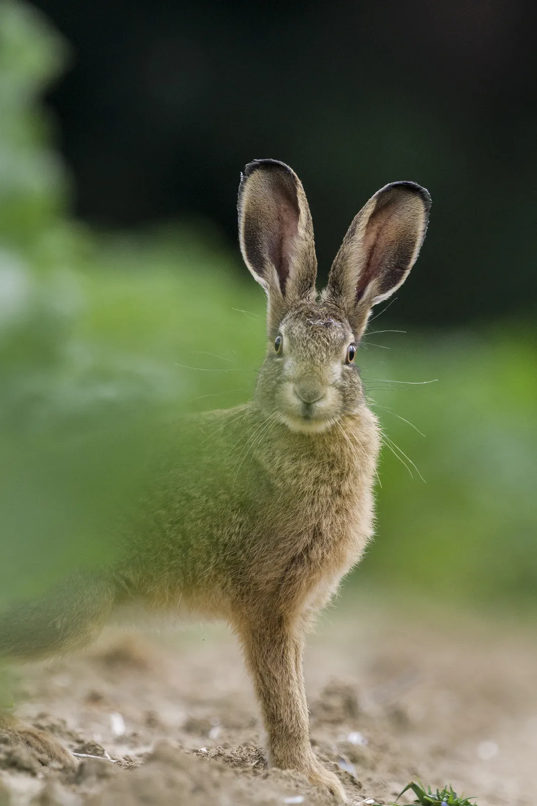 Lièvre d'Europe, Belgique / European hare, Belgium