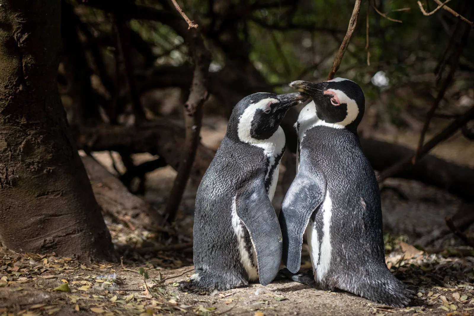 Manchots du Cap, Afrique du Sud / African penguins, South Africa
