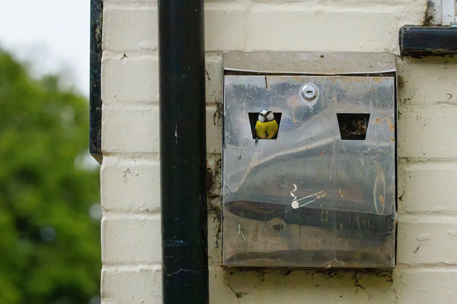 Mésange bleue, Angleterre / Blue tit, England