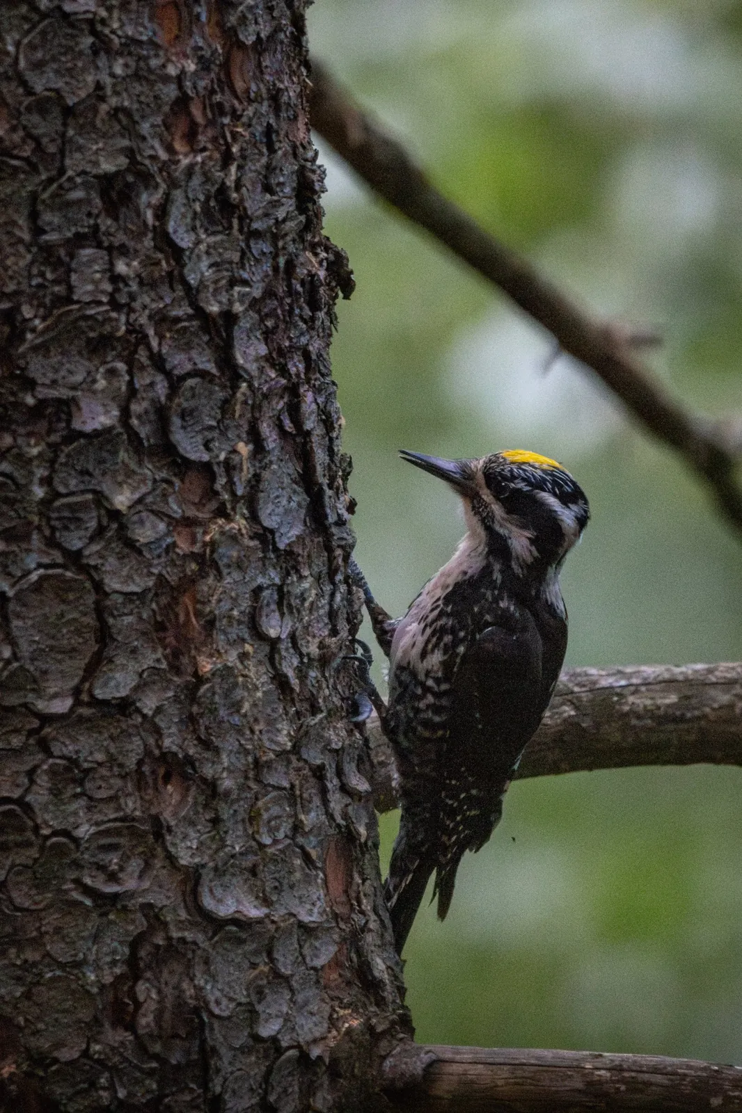 Pic tridactyle, Roumanie / Three-toed woodpecker, Romania