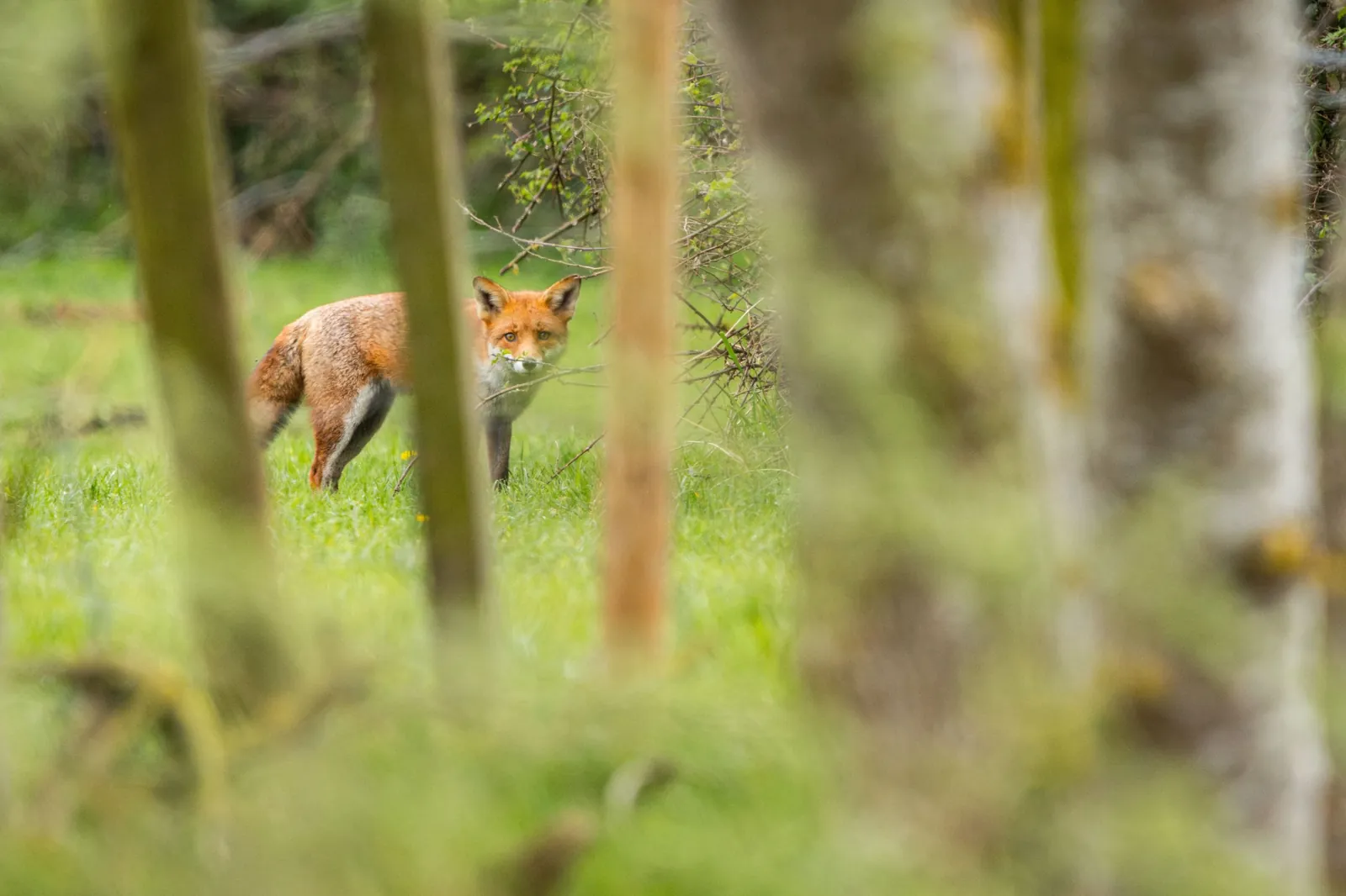 Renard roux, Angleterre / Red fox, England