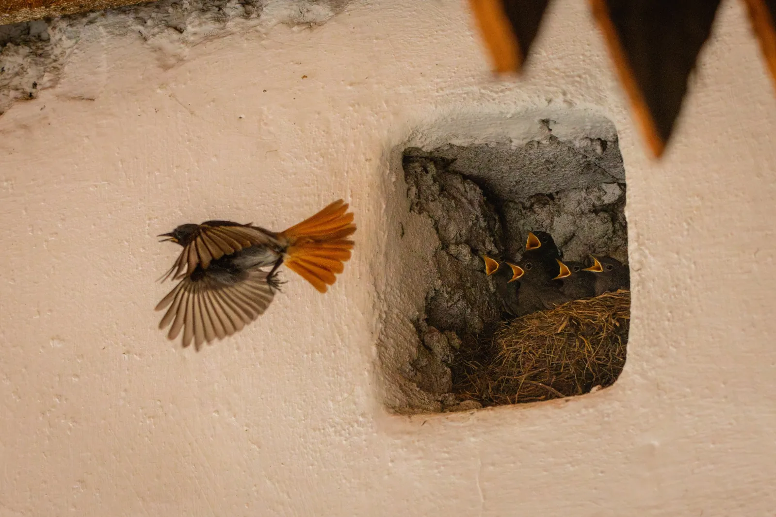 Rougequeue noir nourrissant ses jeunes, Roumanie / Black redstart feeding its young, Romania