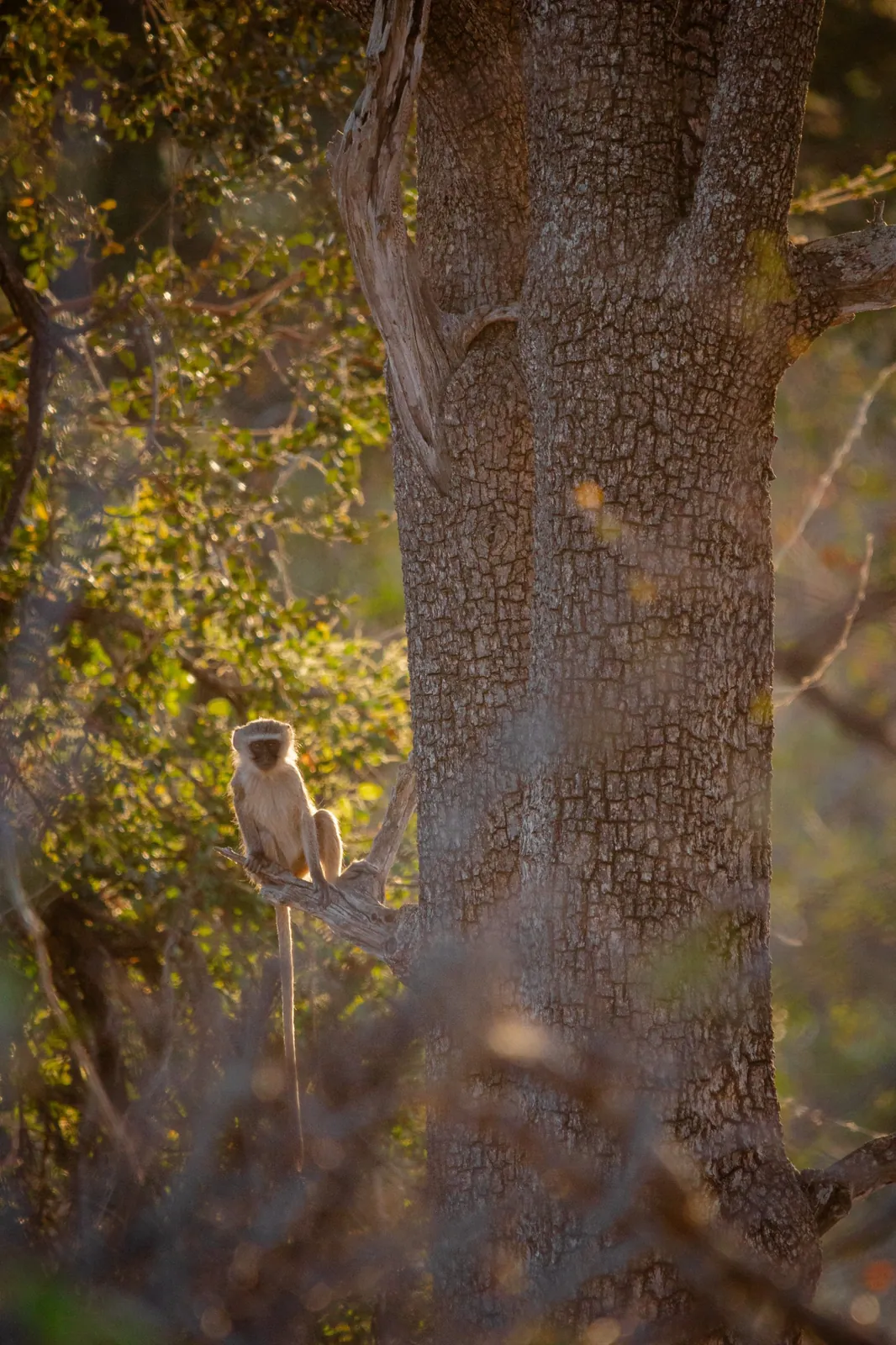 Singe vervet, Afrique du Sud / Vervet monkey, South Africa